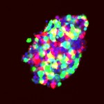 Сфероид из разноцветных клеток 40x