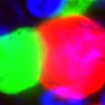 Интеграция разноцветных клеток 800х