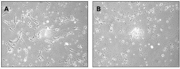 Если эмбриональные мышиные нейроны из гиппокампа – области мозга, отвечающей за формирование памяти и эмоций – растить на пластике, покрытом смесью полилизина и ламинина, они отлично выживают, начинают давать отростки, напоминающие аксоны, которые даже могут соединять отдельные клетки (фазовоконтрастная микрофотография A). А вот если обработать их BPDE, хотя бы ненадолго, клетки чахнут, сохнут и дохнут (B). Мораль: беременные, не курите, это может быть вредно для мозга вашего ребёнка.