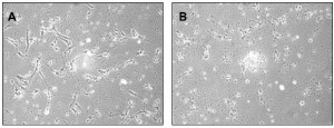 Если эмбриональные мышиные нейроны из гиппокампа – области мозга, отвечающей за формирование памяти и эмоций – растить на пластике, покрытом смесью полилизина и ламинина, они отлично выживают, начинают давать отростки, напоминающие аксоны, которые даже могут соединять отдельные клетки (фазовоконтрастная микрофотография A). А вот если обработать их BPDE, хотя бы ненадолго, клетки чахнут, сохнут и дохнут (B). Мораль: беременные, не курите, это может быть вредно для мозга вашего ребёнка.