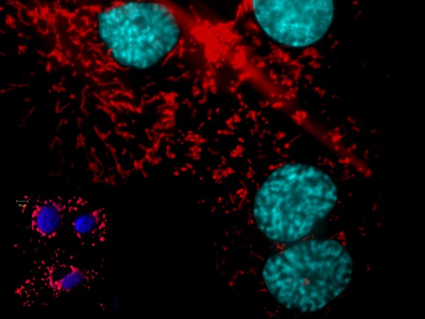 Монослойная культура клеток Vero. Флуоресцентная микроскопия: окраска ядер и митохондрий. Вставка: трехмерная реконструкция конфокальной фотографии