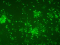 Культура гемопоэтических клеток костного мозга мышей с геном «зеленого» белка на 5-е сутки